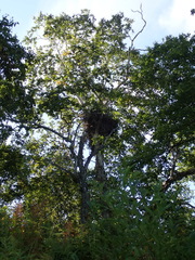 Haliaeetus pelagicus