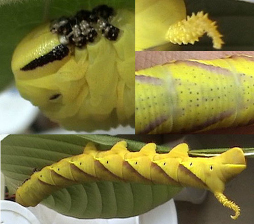Eastern Death's Head hawkmoth