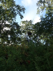 Haliaeetus pelagicus