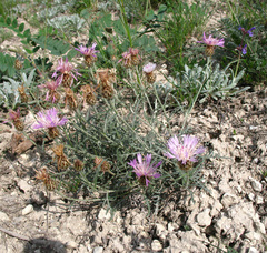 Psephellus galushkoi