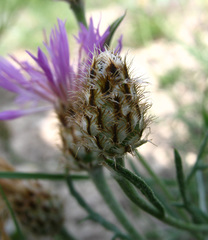 Psephellus galushkoi