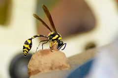 Phimenes flavopictus flavopictus