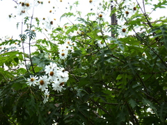 Montanoa grandiflora