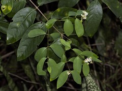 Heteropterys
