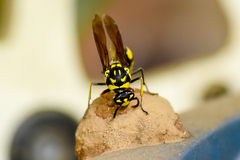 Phimenes flavopictus flavopictus