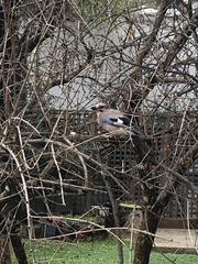 Garrulus glandarius graecus