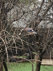 Garrulus glandarius graecus