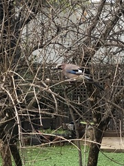 Garrulus glandarius graecus