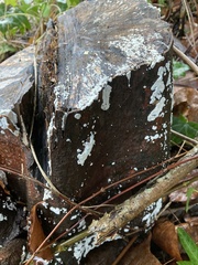 Cylindrobasidium laeve