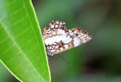 Ariconias glaphyra