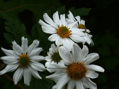 Montanoa grandiflora