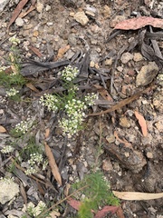 Cryptandra tomentosa