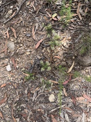 Cryptandra tomentosa