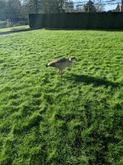 Alopochen aegyptiaca