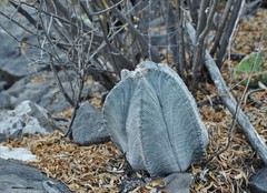 Astrophytum myriostigma