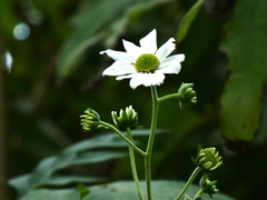 Montanoa grandiflora