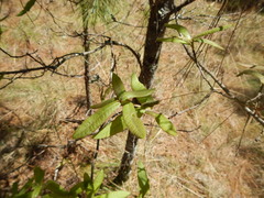 Quercus crispipilis