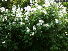 Montanoa grandiflora