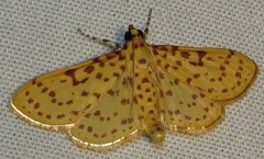 Polygrammodes eleuata