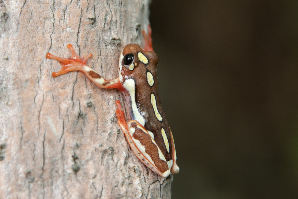 Angolan Reed Frog from Mpulungu District, Zambia on January 07, 2022 at ...