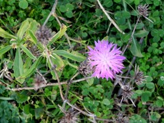 Centaurea iberica