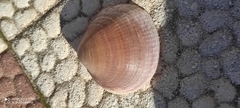 Glycymeris nummaria