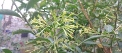 Cestrum nocturnum