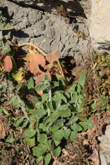 Campanula elatinoides