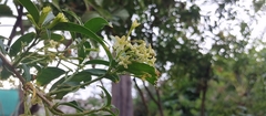 Cestrum nocturnum