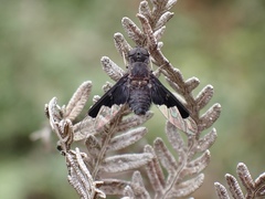 Anthrax dolabratus