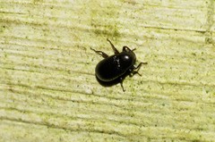 Coleoptera