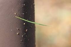 Ariamnes cylindrogaster