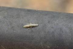 Ledropsis discolor