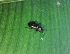 Coleoptera