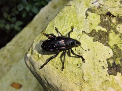 Curculionidae