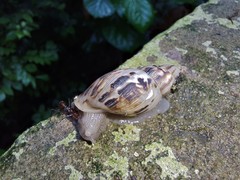 Drymaeus papyraceus