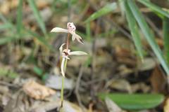 Cymbidium macrorhizon