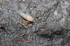 Phlogotettix cyclops