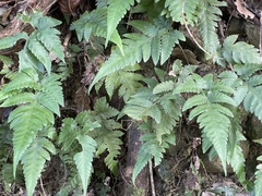 Tectaria fuscipes