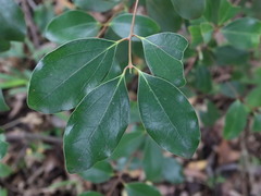 Cinnamomum reticulatum