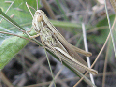 Euchorthippus pulvinatus