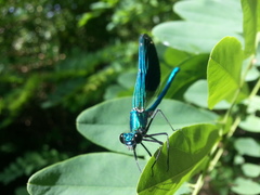 Calopteryx splendens caprai