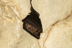 Rhinolophus ferrumequinum