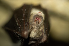 Rhinolophus ferrumequinum