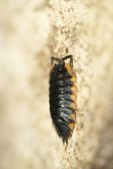 Trachelipus caucasius