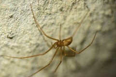 Nesticidae