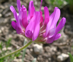 Astragalus incertus