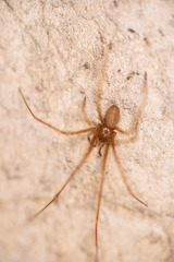 Nesticidae