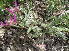 Astragalus incertus