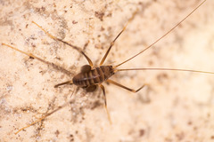 Dolichopoda euxina